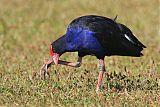 Australasian Swamphen